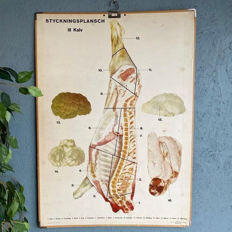 Stor plansje / skoleplansje av kjøtt / kalv