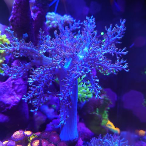 Kenya tree korall