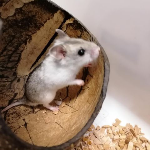 Kinesisk hamsterunger