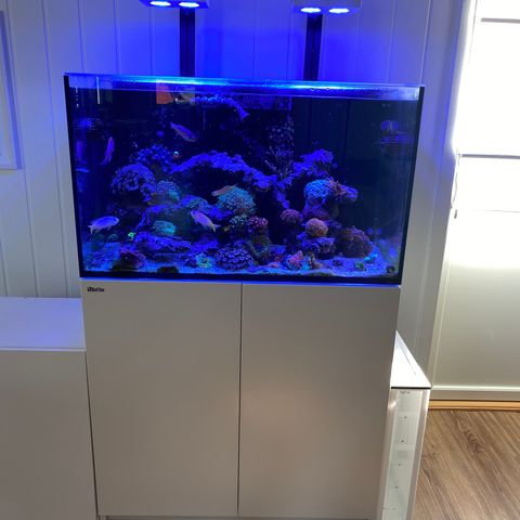 Saltvannsakvarium Red Sea Reefer 250V3 NY PRIS