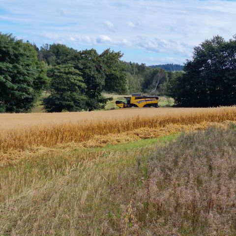 Korn jord ønskes leid på Jæren