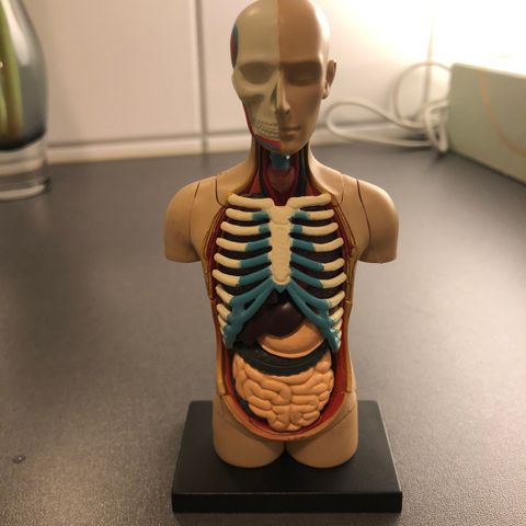 Anatomisk byggesett torso, miniatyrmodell