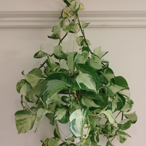 Epipremnum Aureum "Manjula" / "Happy Leaf" - Planter & Stiklinger