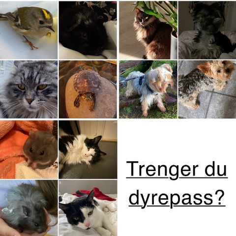 Trenger du dyrepass?