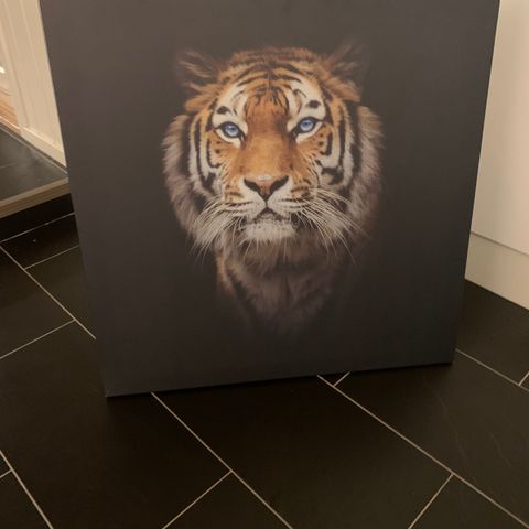 Bilde av tiger