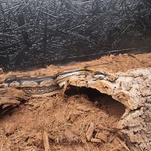 Albus - Boa Constrictor motley