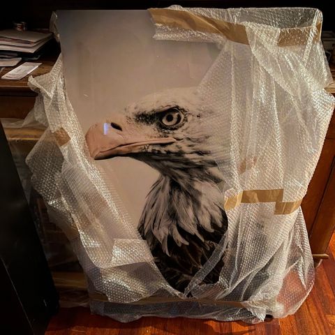 Masja Stolk fotokunst «Sea Eagle» innrammet- glass