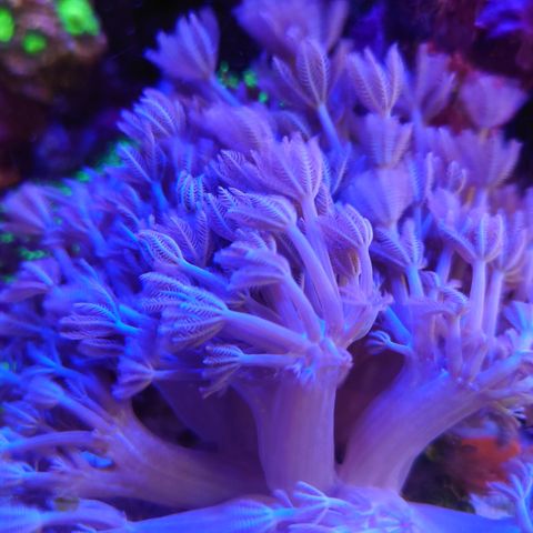 White pulsing xenia korall