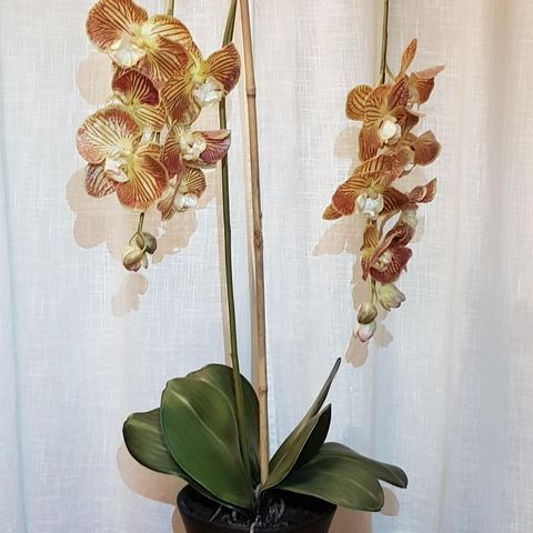 Nydelig Orkidé.