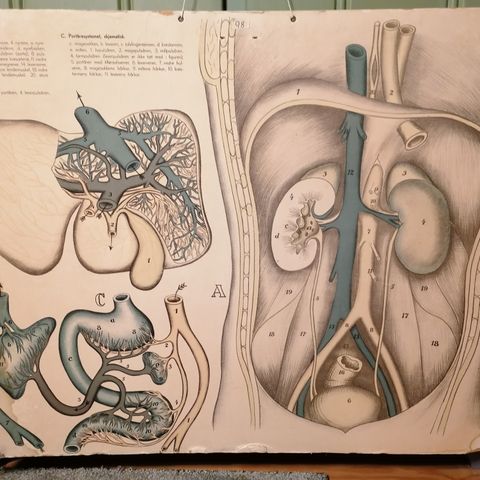 Anatomisk plansje, skoleplansje