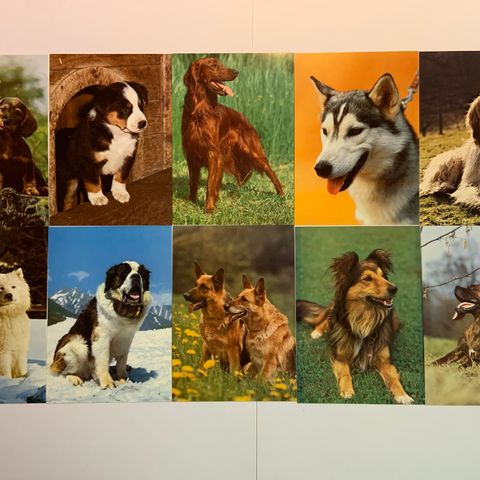 Nye Hunde postkort fra 70 tallet .