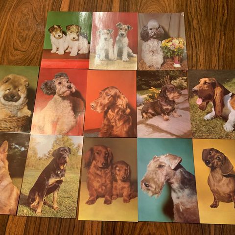 Nye Hunde postkort fra 70 tallet