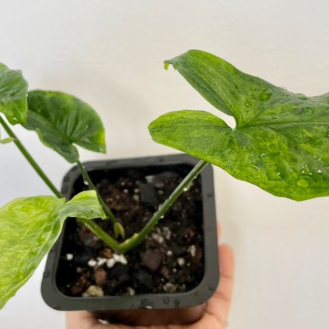 Syngonium mojito