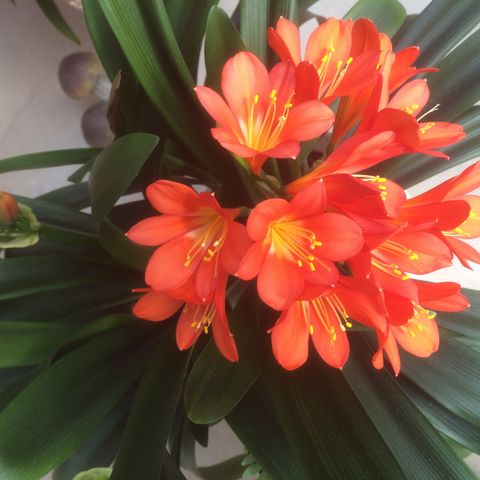 Clivia, grønn inneplante