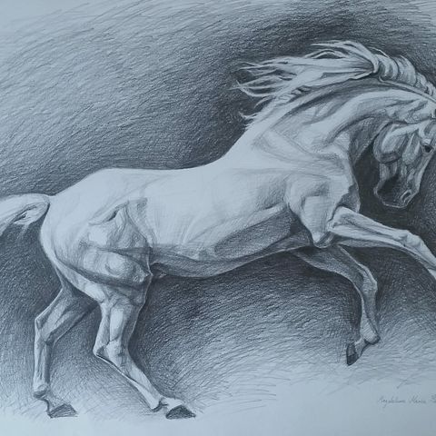Hest - blyant tegning