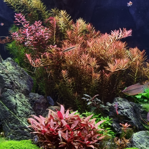 Rotala rotundifolia 'H'ra'