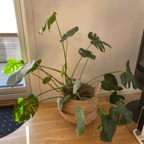 Monstera plante 110cm høy m/23 blader