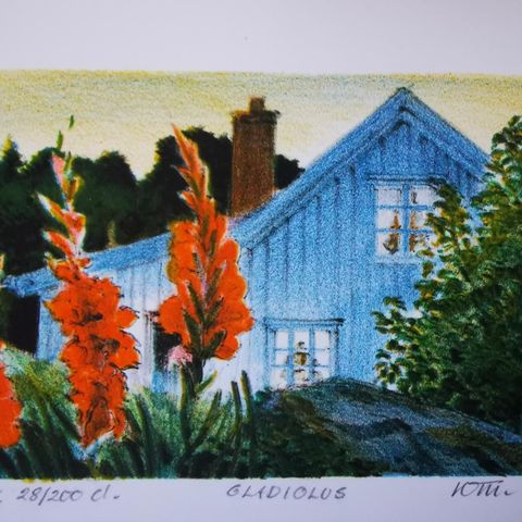 Gladiolus. Litografi av Kjell Torjussen