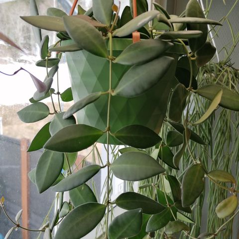 Hoya Burtoniae stiklinger