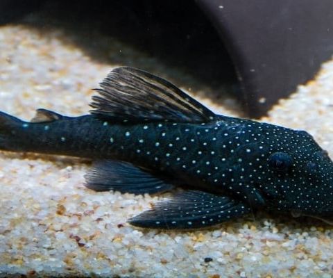 Ønsker og kjøpe Pleco Blue Phantom eller L600