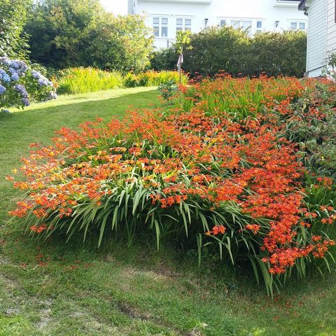 Crocosmia, værhane