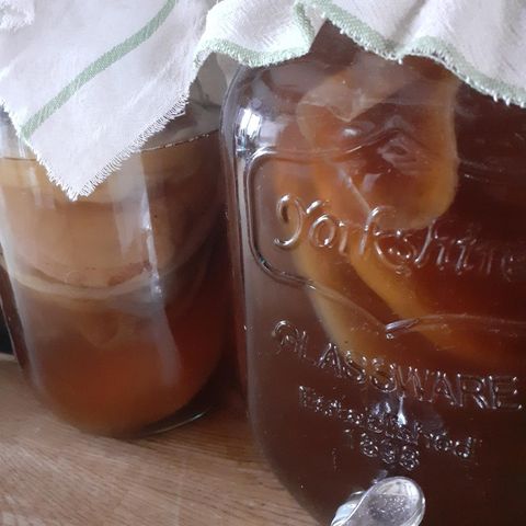 Kombucha scoby med starter, økologisk