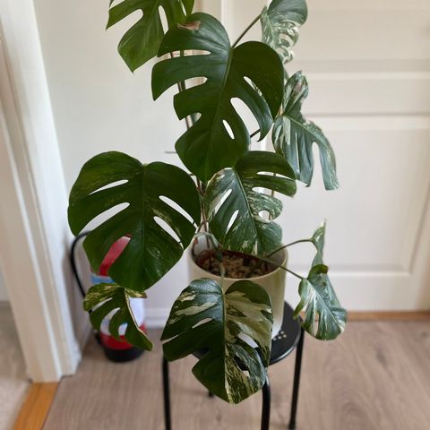 Monstera Variegata