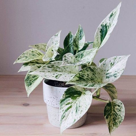 Stikling Epipremnum Marble Queen