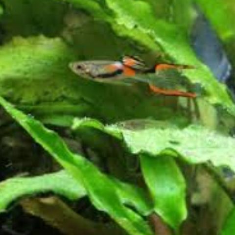 Guppy Endlers