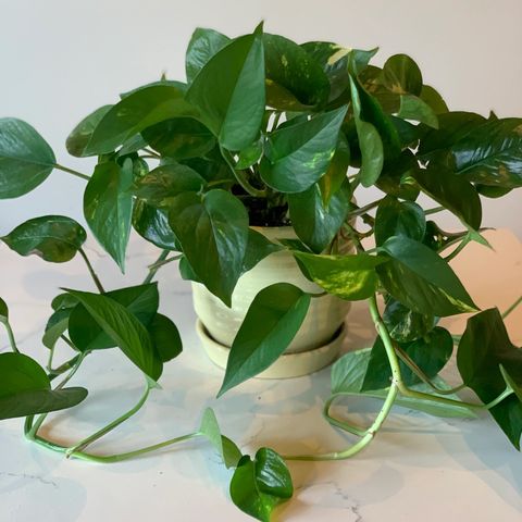 Gullranke - Epipremnum aureum