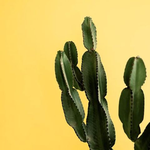 Yellow cactus Densio plakat 13x18 cm