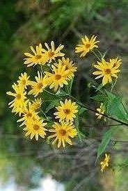 Jordskokk! Helianthus. Kortreist mat, på veranda, eller hagen!