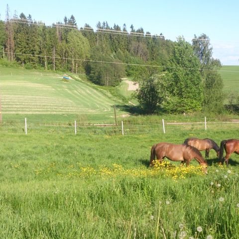 Sommerbeite med ridebane og daglig tilsyn 30 min sørøst for Oslo