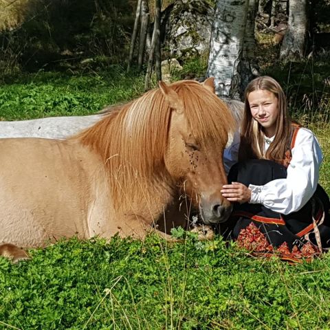 Islandshest, vallak 7 år