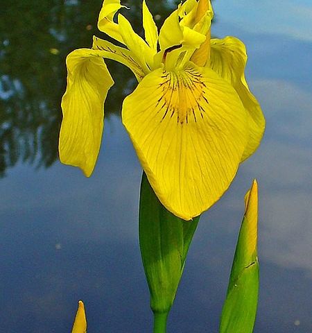 Sverdiris Sverdlilje Iris Pseudacorus