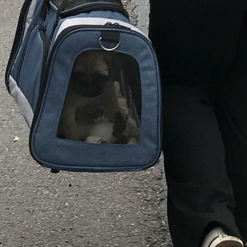 Hundebag, bærebag til liten hund eller katt