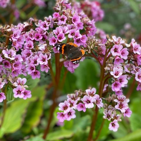 Stauder Bergenia bergblomst.  Hardføre