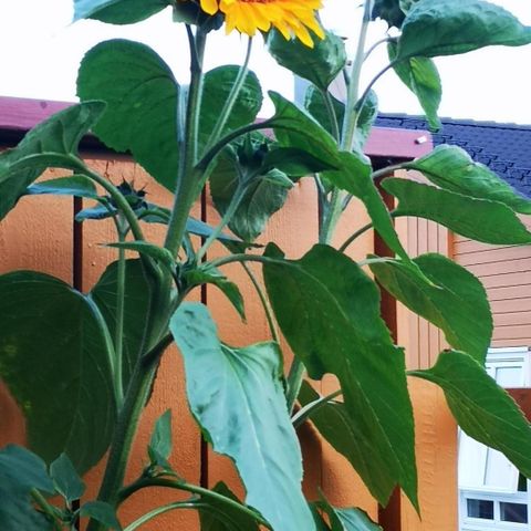 Solsikkeplanter av typen Kjempesolsikke