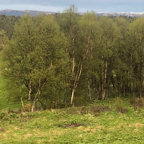 Annonsebilde