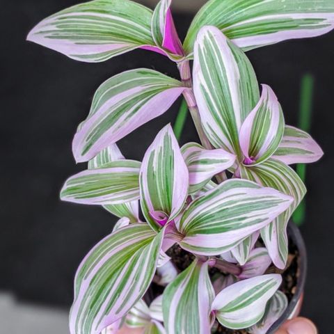 tradescantia nanouk stikling