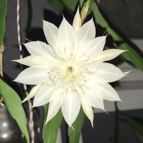 Epiphyllum Oxypetalum Bladkaktus