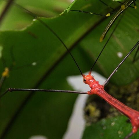 Phasmider Oreophoetes Peruana