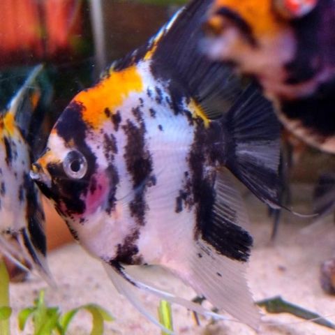 Skalare (Koi Angelfish)