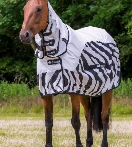 Bucas buzz of rain zebra