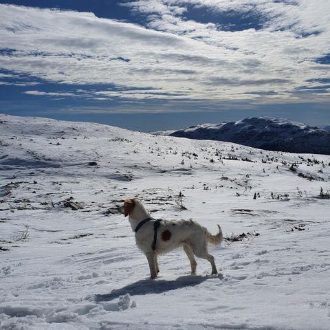 Skogsfugl/rypejakt