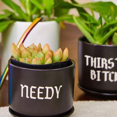Needy plante potte