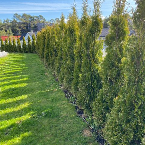 Thuja smaragd - BILLIG - Ikke toppklippet