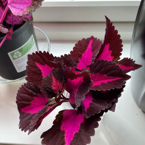 Coleus china rose