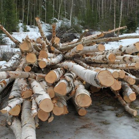 Ønsker  gjerne hogge ved gratis