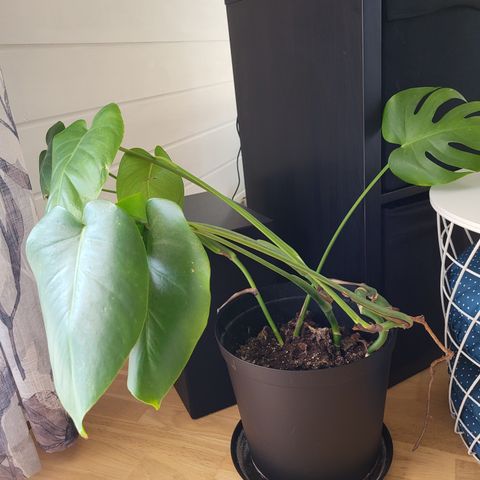 Monstera selges